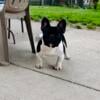 Male Frenchie puppy Irish pied