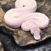 Blue Eyed Leucistic Ball Pythons