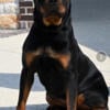 Outstanding Female Rottweiler