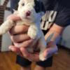 Female Toy Poodle For sale in Columbus, Ohio
