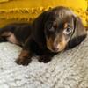 Sweet miniature doxiepoo looking for a home!