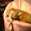 Techichi Manor’s Chihuahua Puppies!