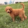 Female mini Goldendoodle puppy