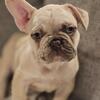 French bulldog puppies