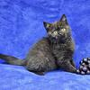 Male British Shorthair - (Grape)