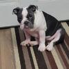 English Bulldog