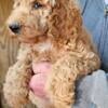 AKC STANDARD POODLE 