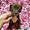 Classic Chocolate Boxer - Azrael