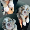 English Bulldog Puppies for sale in Jacksonville, FL