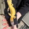 Male leopard gecko adult for sale