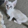 Polydactyl rumpy riser