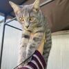 Cats for rehoming