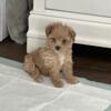 Teacup Toy Poodle Male