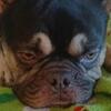 Chocolate and Tan year old French Bulldog Male