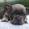 Stella hybrid French bulldog puppy