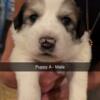 Great Pyrenees mix puppies