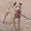 RJBT Female 8 Months ADBA