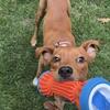 Rehoming dog