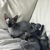Sphynx kittens