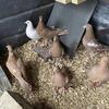 Trenton Homing Pigeons