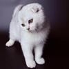 Шотландские складки / Прямые серебряные котята