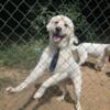 Great Pyrenees Brothers for sale