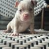 Lilac Merle Female Bully