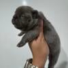 AKC frenchbulldog female