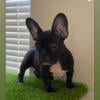 French bulldog puppies $800