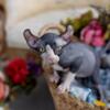 ELF SPHYNX MALE KITTEN 14 WEEKS OLD -AVAILABLE - READY TO LEAVE - TICA REGISTERED