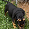Male xl American Bully puppy