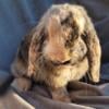 Holland lop Jr. Doe bunny rabbit