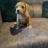 American Bully / German Shepherd mix puppies. 