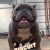 Micro bully open 4 Stud 600
