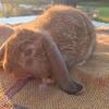 Purebred Holland Lops