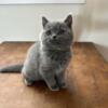 British Shorthair for sale