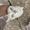 Sweet Friendly Female Orange Cat