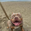 Pocket Bully Stud