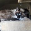 Adult female Snowshoe mix