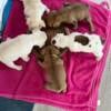 Akc limited / pet French Bulldog puppies2litters