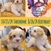 Havanese AKC puppies 