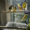 Canary’s 