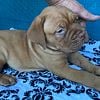 French mastiff puppies beautiful for sale