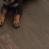 AKC male Rottweiler available ready for his new home