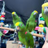 Silly tamed and Talking Amazon parrots available