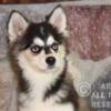 Pomsky Puppies For Adoption