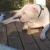 Female Dogo Argentino