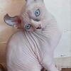 Sphynx kittens