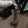 American Bullies 