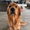 Beautiful Male Golden Retriever 1 yr old